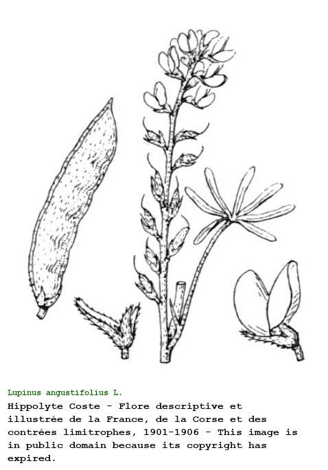 Lupinus angustifolius L.